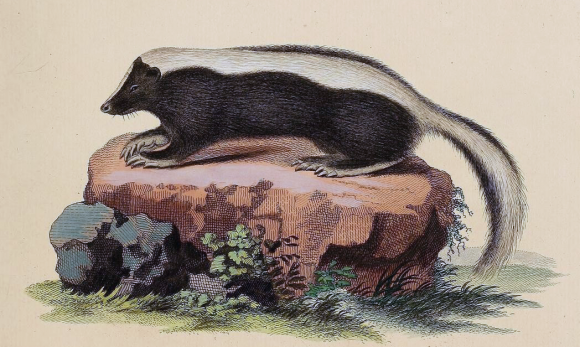 A skunk illustration